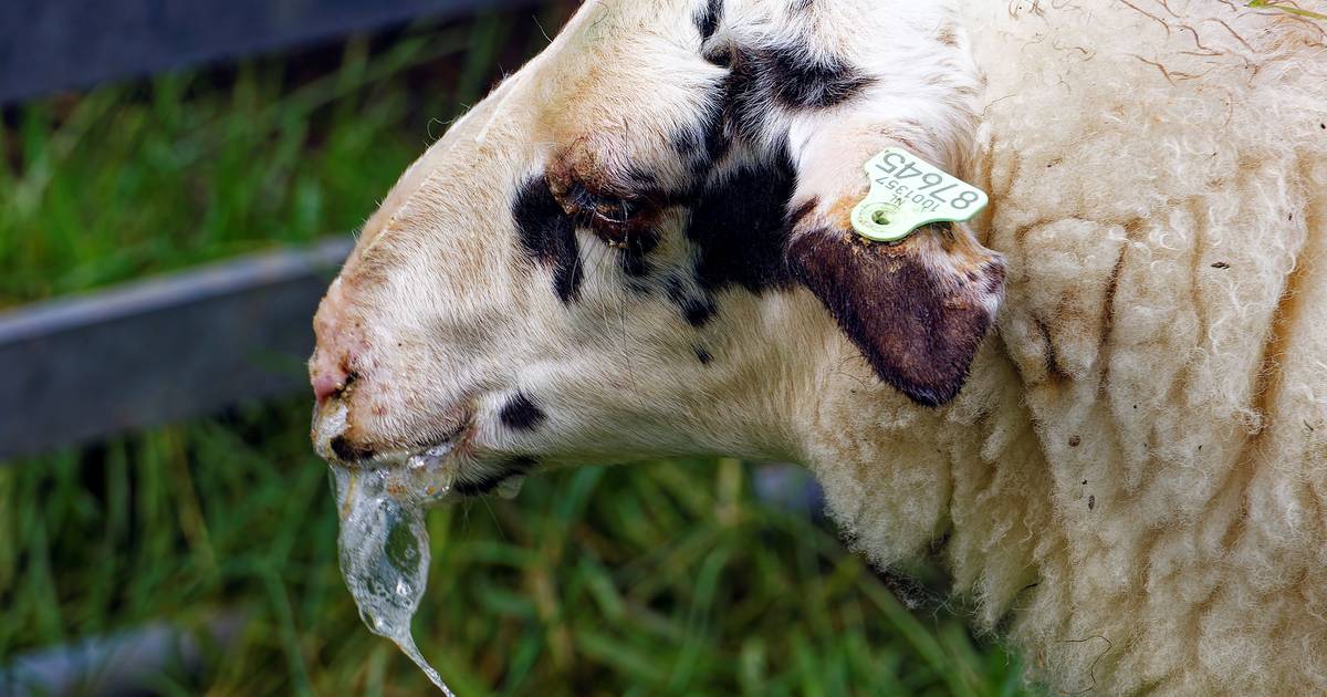Blauwtong verspreidt zich snel in Haaksbergen: deze week twee nieuwe gevallen