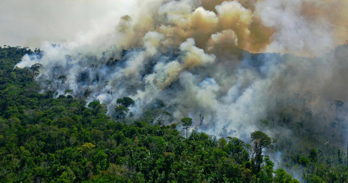 Il secondo mese più devastante di maggio a causa degli incendi in Amazzonia: probabilmente apposta |  All’estero