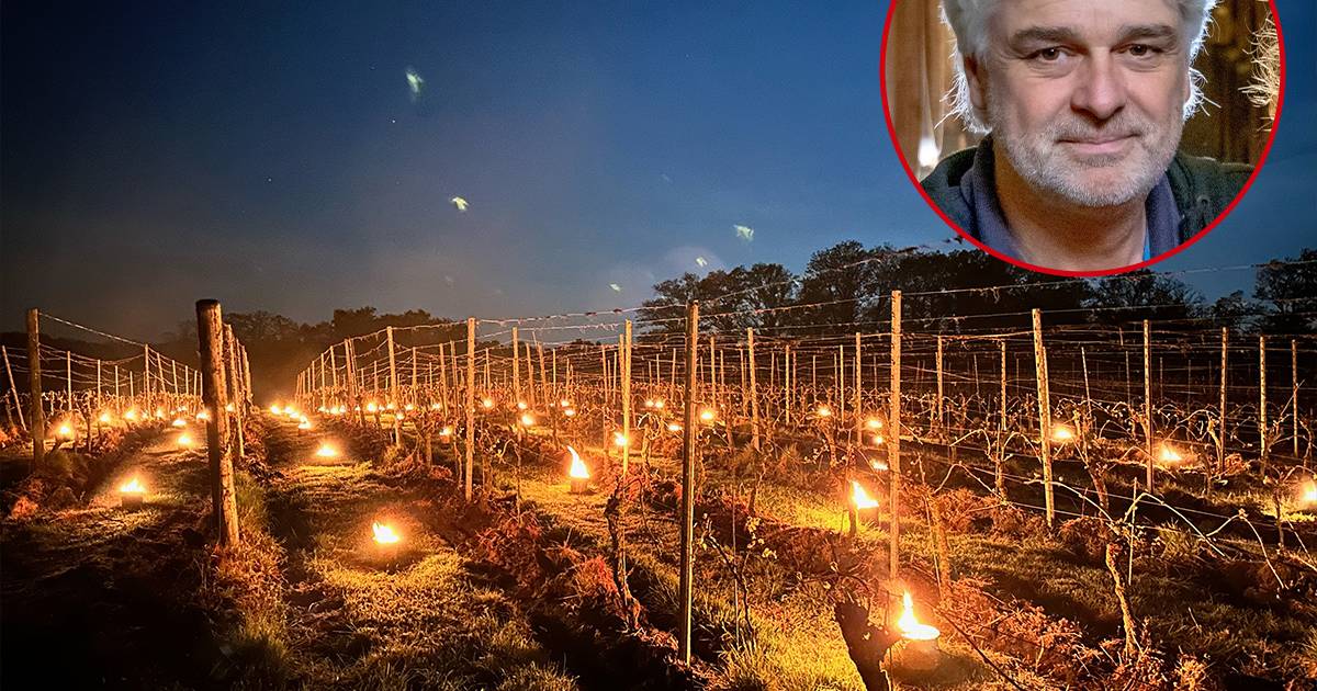 Paraffinepotten als laatste redmiddel voor Bentelose wijnvelden: ‘We hopen op het beste’