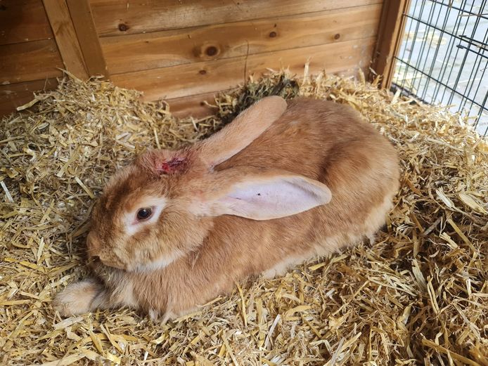 Dit konijn werd vorige week in de handen van een oud-vrijwilliger gedrukt. Het beestje was door een hond gebeten en had direct hulp nodig.