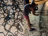 Toeristen vinden duizenden mysterieuze wormen op strand