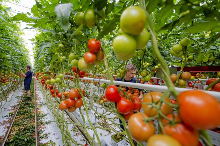 Aardbei tomaat uit kas' | Volkskrant