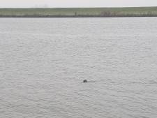 Zeehond duikt op in Schelde-Rijnkanaal