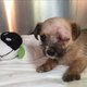 Eenogige vrouw adopteert eenogige puppy
