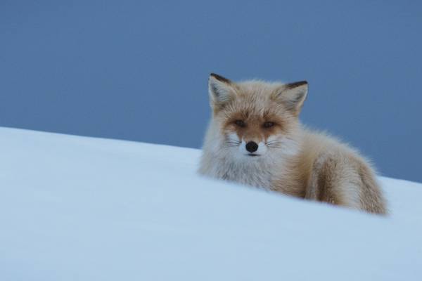 The new animal kingdom Japan