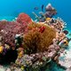 Waarom de koraalriffen verdwijnen? Uiteindelijk komen we toch weer bij de mens terecht