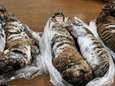 Politie vindt zeven diepgevroren tijgerwelpjes in kofferbak van Vietnamese smokkelaar