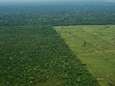 10.000 vierkante kilometer Amazone ontbost in een jaar