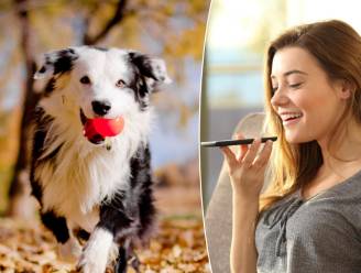 Van een automatische ballenwerper tot een zelfreinigende kattenbak: dit zijn de beste gadgets voor je huisdier