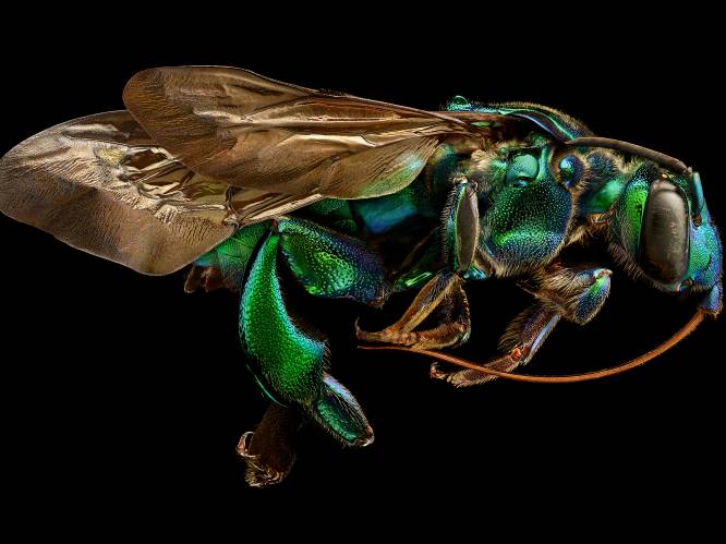 Fotograaf maakt een vijf millimeter groot insect plots drie meter lang. Het resultaat is ongekende verwondering