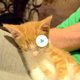 Kitten vecht tegen slaap
