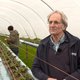 Britse boeren vrezen hun seizoenswerkers te verliezen door brexit: ‘Het einde van mijn boerderij’
