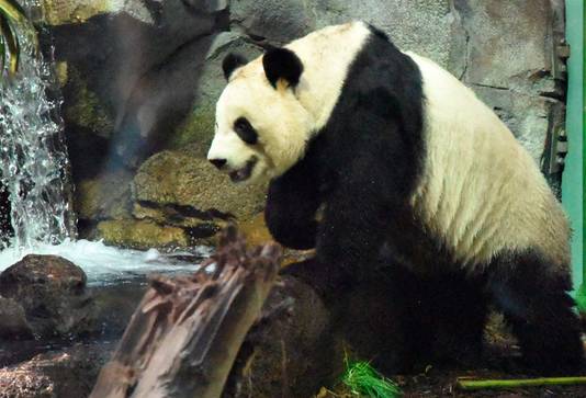 Panda Da Mao in de zoo van Calgary.