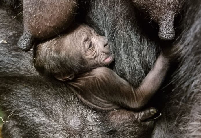 De pasgeboren gorilla. De geboorte van de kleine kwam voor de verzorgers totaal onverwacht.