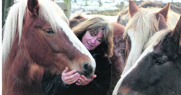 Streep door paardenhouderij Marja de Bruijn - De Gelderlander