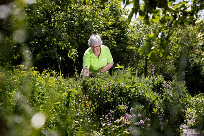 Vrijwilliger José van Lieshout van IVN Veldhoven Eindhoven Vessem in de vlinder- en insectentuin aan het Ariespad.