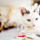 Kattenspecial van het magazine: doorbraak of dieptepunt?