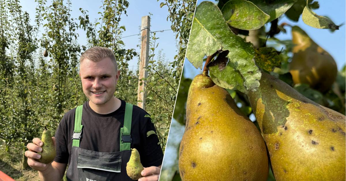 Wat doe je als je peren acht cent opleveren en plukken twintig cent kost? ‘Laten hangen is wel erg z