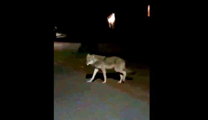Fragement uit het filmpje waarin de wolf in het buitengebied van Velp struint.