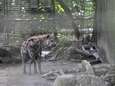 Hyena’s ontsnappen even uit hun verblijf in Planckendael door omgevallen boom op omheining: “Nooit iemand in gevaar geweest” 