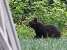 Un ours tente de s’inviter à la première épreuve des JO