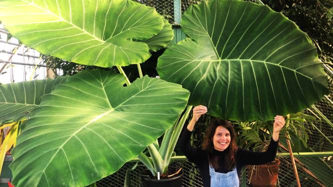 Suzanne werd gegrepen door het groene virus: ‘Planten hebben verbindende kwaliteiten’