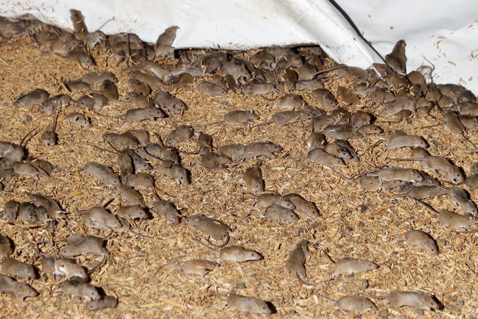 Muizen in een graanschuur in Tottenham, in het oosten van Australië.