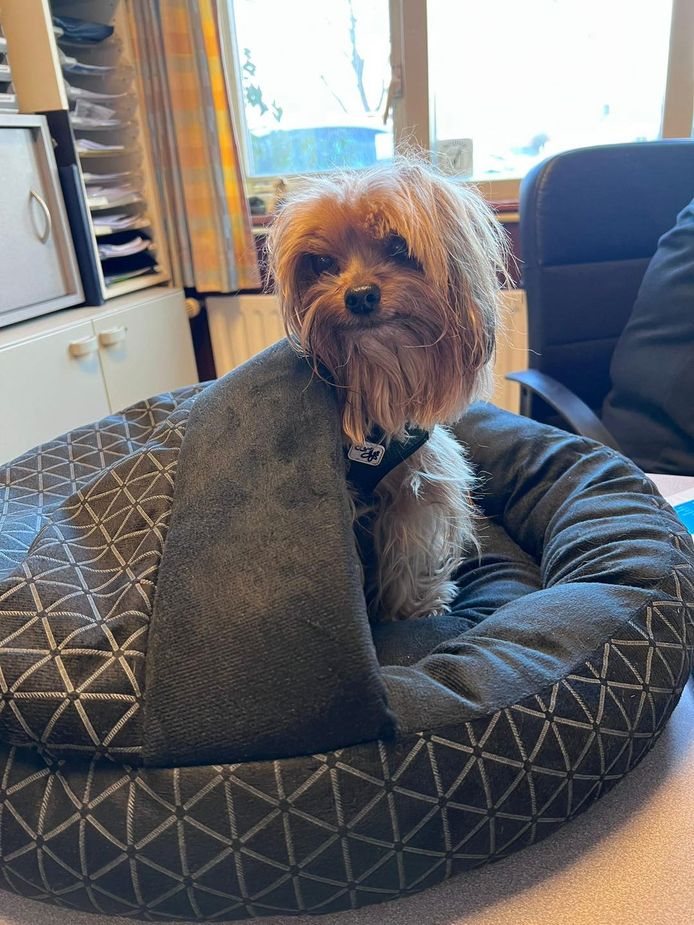 Hondje dat in de cabine werd gevonden.
