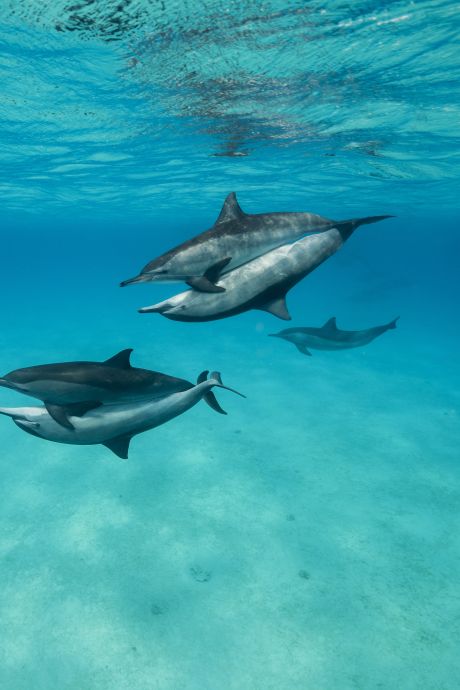 Les dauphins ont une drôle de façon de reconnaître leurs amis