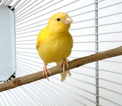 Lezing in Asten over de voeding van kweekvogels