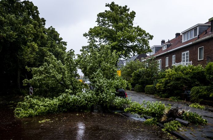 Een omgewaaide boom viel op een auto aan de Zaanenlaan in Haarlem.