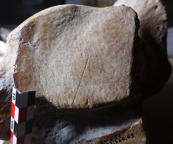 Op de foto is het hielbot van een fossiel van een volwassen bosolifant te zien. Volgens onderzoekers van de universiteiten van Leiden en Mainz zijn snijmarkeringen te zien. Die wijzen erop dat Neanderthalers tijdens het slachten van het gigantische dier het vet uit de voetkussens haalden.