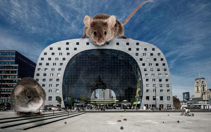 Muizen in de Markthal. Voorheen doken ze overal op. Nu veel minder.