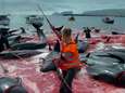 Massale walvisslachting op Faeröereilanden weer van start 
