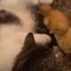 Bijzondere vriendschap tussen kat en eendjes