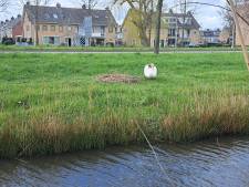‘Terrorzwanen’ moeten achter hek: ‘Territoriale dieren die behoorlijk pijnlijke klappen kunnen geven’