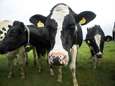 Zwerfvuil doodde in Vlaanderen op één jaar tijd minstens 55 runderen