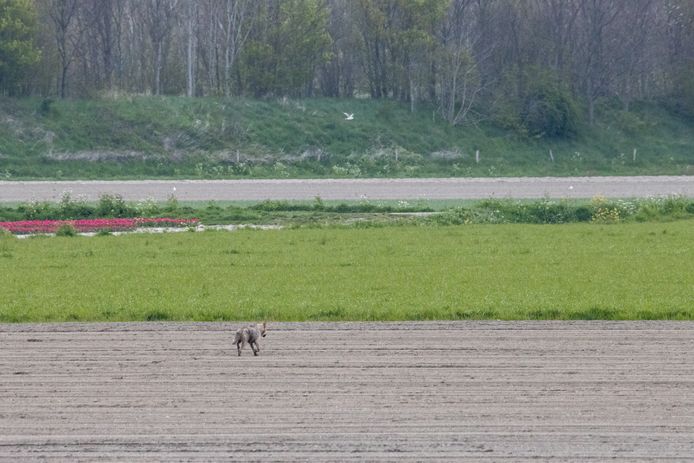 De wolf is zondag 25 april gefotografeerd bij Dinteloord in Nederland.