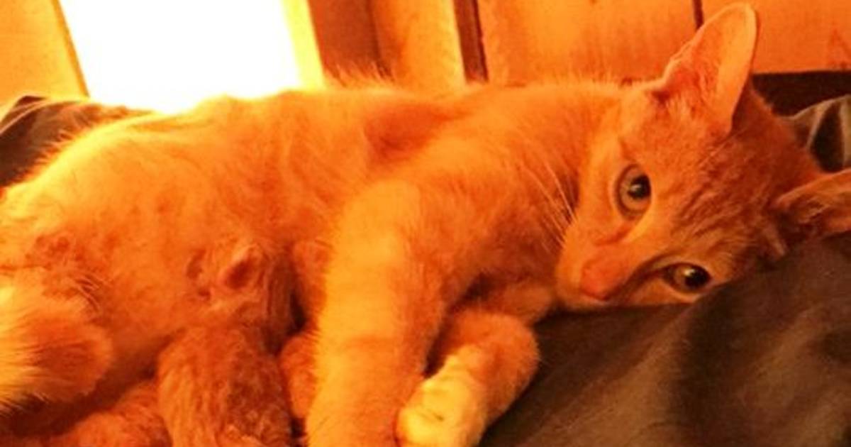 Mamma-poes kiest luxe vakantietent voor bevalling