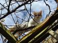 Katers met lentekriebels maken de straten onveilig. Maar al te vaak eindigen ze zelf dood op de weg.