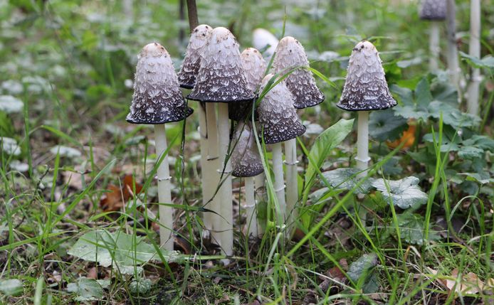 Ad Drenth uit Bergen op Zoom ging ervoor naar het Dwingelderveld in Drenthe en vond deze aparte paddenstoelen.