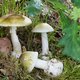 Een van de meest gevreesde paddenstoelen ter wereld rukt op. Ook in België