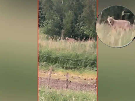 Wolf in Brabant doodt nog eens drie schapen. ‘Het is wachten totdat-ie een kind aanvalt’