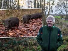 Gedumpte hangbuikzwijntjes in Kuinderbos zijn spoorloos verdwenen: ‘Ze zijn sneller dan Nelli Cooman’