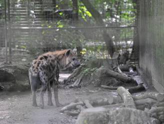 Hyena’s ontsnappen even uit hun verblijf in Planckendael door omgevallen boom op omheining: “Nooit iemand in gevaar geweest”