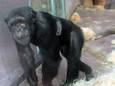 Chimpansee Chita bracht zo veel tijd door met een bezoekster van de Antwerpse dierentuin dat het ongezond werd voor het onderlinge contact met de andere chimpansees.