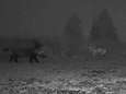 Les images exceptionnelles d'une rencontre entre des loups et un sanglier dans le Limbourg