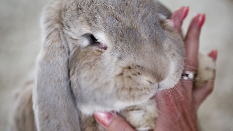 vaak boeren hefboom Waarom gaat Praxis in vredesnaam konijnen verkopen?' | Het Parool