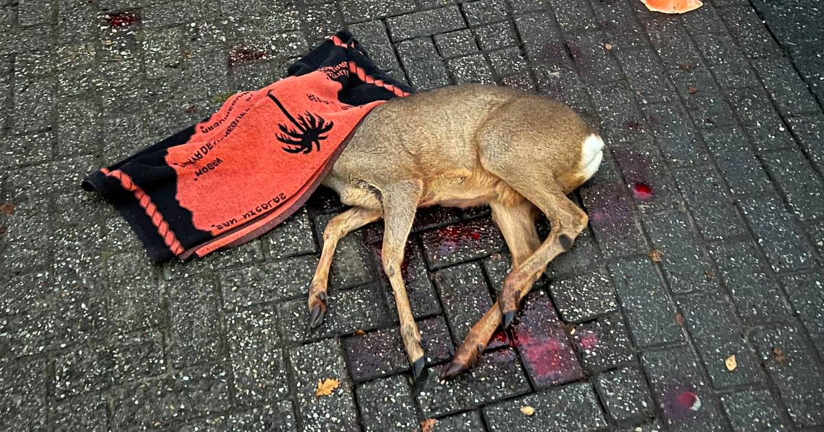 Aangereden ree lijdt uren onnodig door onduidelijkheid over provinciegrens.