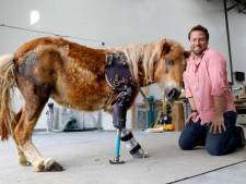 Pony kan weer lopen dankzij prothese